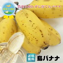 狩俣さんの島バナナ 1kg前後 送料無料 農薬不使用 宮古島産 島バナナ ぶら下げ用ヒモとフック付き