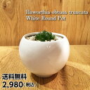【送料無料】ハオルチア オブツーサ トルンカータホワイトラウンドポット多肉植物 サボテン インテリア ハオルティア 観葉植物 多肉 観葉