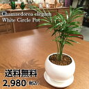 【送料無料】テーブルヤシ 観葉植物 ホワイトサーク