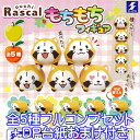 puchi Rascal ���炢���܃��X�J�� �������t�B�M���A �A���C�O�} ���� �O�b�Y �K�`�� �G�X�P�C�W���p���i�S5��t���R���v�Z�b�g�{DP�䎆���܂��t���j �y���[�z�y���ʌ���z