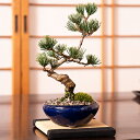 父の日 盆栽 松 樹齢 7年 五葉松 受け皿 付き 人気 ランキング プレゼント 送料無料 手頃 初心者 国産 香川 四国五葉松 ブランド 聖地 贈り物 和 伝統 ギフト 癒やし 10000円以下