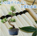 盆栽 松 樹齢 5年 ミニ五葉松 そうめん セット 人気 ランキング プレゼント 送料無料 手頃 初心者 国産 香川 小豆島 ブランド 聖地 贈り物 和 伝統 ギフト 癒やし 納涼 10000円以下 盆栽妙