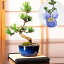 盆栽 五葉松 樹齢5年 四国産 本格 ミニ ギフト サプライズ 祝い 松 新しい趣味
ITEMPRICE