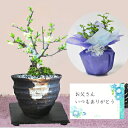 敬老の日 花 盆栽 長寿梅 白花 天然石の敷板付き ミニ盆栽 花 鉢植え bonsai ボンサイ あす楽 お祝い ラッピング メッセージカード オリジナル フラワーギフト 贈り物 サプライズ プレゼント お手頃 人気 5000円以下