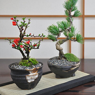 hV̓ ~ yAMtg   yAZbg   N ~j~ ~ ܗt  S Ԗ~ ~ N 2019 lC LO 1 bonsai ~j A  Mtg v[g 蕨