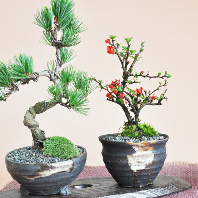 ~ yAMtg ꕃyA   yAZbg   N ~j ~ ܗt  S   N lC LO 1 bonsai ~j A  Mtg v[g 蕨