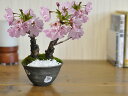 【開花終了】盆栽 桜 ミニ盆栽 ミニ桜 桜盆栽 桜のミニ2本立ち bonsai 満開 お花見 自宅でお花見 ボンサイ 鉢植え 桜 sakura さくら 盆栽専門店 桜特集 盆栽妙