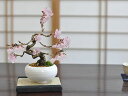 桜盆栽 小品十月桜 ミニ盆栽 盆栽 bonsai 満開 お花見 ボンサイ 鉢植え 桜 sakura さくら 盆栽妙 専門店 桜特集