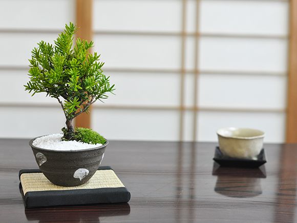 ~ C`Cy~j~ bonsai ڂ񂳂  S  Mtg bsO N i wƐA j z
