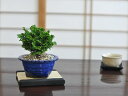 盆栽 ミニ津山檜【ミニ盆栽 bonsai ぼんさい ひのき 初心者 入門 ギフト ラッピング 人気】