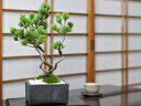盆栽 松 五葉松 昇り龍五葉松 小品盆栽 初心者 室内 鑑賞 趣味 ギフト プレゼント 盆栽ギフト 鉢植えギフト 誕生日 お祝い 退職 開店祝い 周年 結婚 卒業 入学 引越 新築 改装 移転 送別 昇進 長寿祝い 母の日 父の日 敬老の日 両親 夫婦 バレンタインデー ホワイトデー