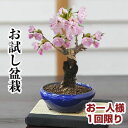  ~  `r ~j~ ~ LO1 ~j ˍ R 킢  S  sakura bonsai ڂ񂳂 A ~ ~͍ ̖~ W