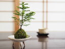 エゾ松の苔玉【エゾ松 蝦夷松 苔玉 コケ玉 インテリア テラリウム 涼しい 夏 緑 敬老の日 松】