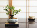 ねじ幹ザクロ【ねじ幹 ザクロ 柘榴 盆栽 実 実のなる 】