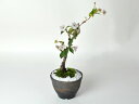 【開花終了】盆栽 桜 ミニ桜 十月桜 金彩鉢 ミニ盆栽 盆栽 bonsai 満開 お花見 ボンサイ 鉢植え 桜 sakura さくら 専門店 桜特集 盆栽妙