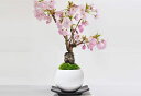 白玉鉢 受け皿付き 桜のモダン盆栽 ミニ盆栽 bonsai 満開 お花見 ボンサイ 鉢植え 桜 sakura さくら 盆栽妙 専門店 桜特集