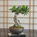 盆栽 マユミ 真弓 ミニ盆栽 紅葉 実もの 初心者 室内 鑑賞 趣味 盆栽入門 ミニサイズ 小品 卓上盆栽 ギフト プレゼント 贈り物 贈答 盆栽ギフト 開店祝い お祝い 開店 オープン 移転 引越 新築 結婚 結婚記念日 誕生日 退職 送別 昇進 内祝い