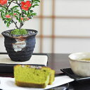 【盆栽】お花の盆栽とお菓子セット【ミニ盆栽 ミニ お菓子 和菓子 セット 盆栽 ギフト】
