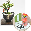 盆栽 ミニ 道具セット 天然石の敷物付き 花 長寿梅 初心者 鋏 薬剤 ピンセット 初心者セット 初級 花 道具 キット 植え替え