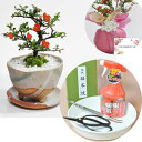 盆栽 長寿梅 はじめての道具セット 受皿付き ミニ 道具 鋏 セット キット 鉢植え 花ギフト 趣味 贈り物 植物 花 長寿梅 白掛三足 信楽鉢 はじめて道具セット