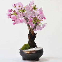 開<strong>花</strong>終了 盆栽 桜 信楽焼 ミニ盆栽 桜盆栽 八重桜 旭山桜 一才桜 初心者 インテリア モダン 室内 デスク 卓上 誕生日 お祝い 退職 開店祝い 周年 結婚 入学 移転 送別 昇進 長寿祝い 母の日 父の日 <strong>敬老の日</strong> バレンタインデー ホワイト