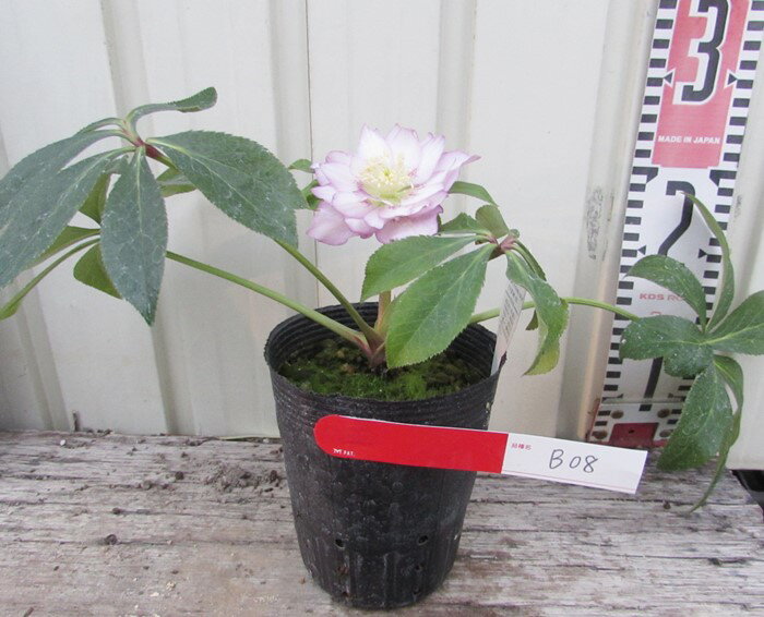 NX}X[Yc@VO炫(d炫)@3c@(c)@zCgtbV