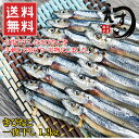 送料無料【きびなご干しが嬉しい 大容量 1.2kg 40串】甘塩で干したきびなごを手刺しで串打ち・干物にしました。魚屋がガチで一つ一つ丁寧に作った、きびなごの一夜干しです。ビールのお供にぜひどうぞ【冷凍】