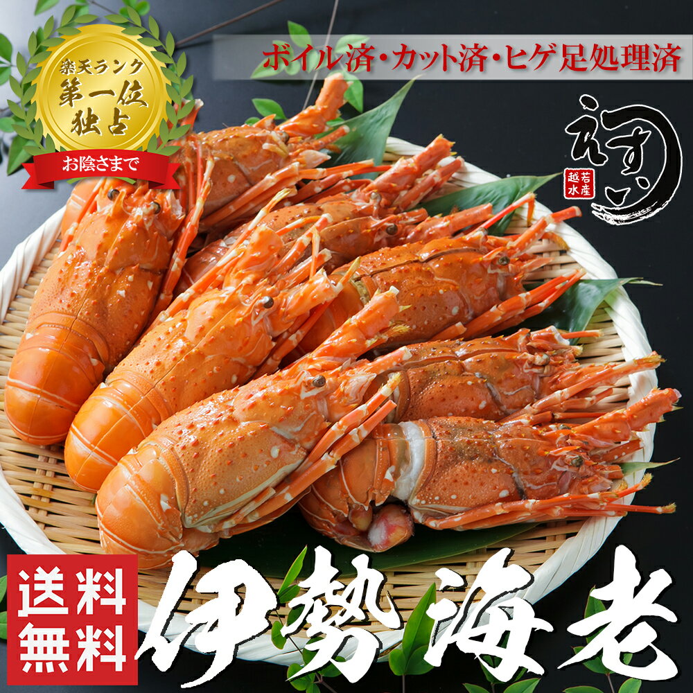 【送料無料1尾あたり874円！】【伊勢海老 8尾 約1.5kg】【楽天ランキング1位☆2週で14000尾完売商品！】＜高級＞ 伊勢エビ 便利なハーフカット済＆ボイル済！少し小さくてもプリプリ食感と濃厚なお味です！【ヒゲ折れ・少しだけ訳あり】