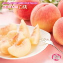 【ふるさと納税】白桃 約3kg 6~14玉 品種おまかせ F2Y-1345