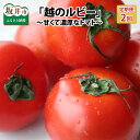 【ふるさと納税】「越のルビー」 1.8kg ×2回 〜甘くて...
