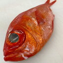 【ふるさと納税】a18-021 駿河湾 金目鯛一匹 約1kg 刺身用 煮つけ用 処理済み