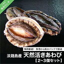 【ふるさと納税】漁師厳選!極上淡路島産天然活きあわび(2~3個)