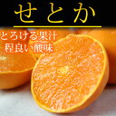 【ふるさと納税】■とろける食感!ジューシー柑橘 せとか 約2...