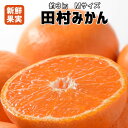 【ふるさと納税】有田みかん最高峰「田村みかん」約3kg Mサ...