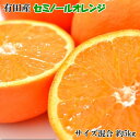 【ふるさと納税】■和歌山有田産セミノールオレンジ約5kg(サイズ混合)※2021年4月下旬~5月中旬頃に順次発送予定