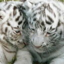 【ふるさと納税】白鳥動物園(ペア)チケット 【チケット・入場...