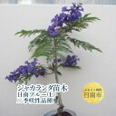 【ふるさと納税】 ジャカランダの苗木・日南ブルー(L)二季咲...