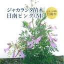 【ふるさと納税】 ジャカランダ苗木・日南ピンク(M)