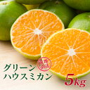 【ふるさと納税】予約受付 青いけど甘い!グリーンハウスミカン...