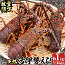 【ふるさと納税】【数量限定】【予約】鹿児島県産の天然活伊勢海...