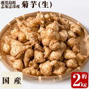 【ふるさと納税】鹿児島県志布志産!菊芋(キクイモ)青果用 約...