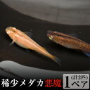 【ふるさと納税】湧水めだか 稀少メダカ「悪魔」(1ペア、2匹)【湧水めだか】