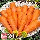 【ふるさと納税】≪訳あり!規格外の為、大きめ≫農場直送!鹿児...