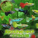 (熱帯魚 生体)ミックスグッピー (外国産)(5ペア)+スプ...