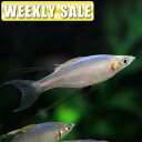 (熱帯魚)( 週替わり限定)フラワーホーン(花羅漢) (約5...