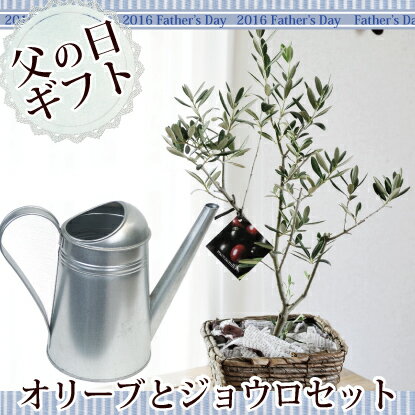 (観葉)父の日ギフト『オリーブ5号 茶かご付き ＋ ジョウロセット 』 【オリーブ】【送料無料】【R...:flowerkitchen:10001960