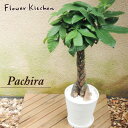 『 パキラねじり 白セラート鉢 7号鉢 白砂利入り 』★観葉植物★ 育てやすい☆/鉢植え/販売/誕生日/開店/引越し/祝い/引越祝/新築祝い/パキラ/ねじり/三編み/インテリア/21919/【送料無料】【楽ギフ_包装】観葉【モダン】/05P23Apr16/FKTK/
