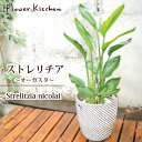 『 ストレリチア 7号鉢 オーガスタ 【イケア】【IKEA】 の 北欧テイスト かご付き 』Strelitzia nicolai/ニコライ/Strelizia/オーガスタ/インテリア/鉢植/開店/祝/引越/新築祝/誕生日/観葉/White Bird-of-Paradise/天国の白い鳥/大型 大きい/05P23Apr16