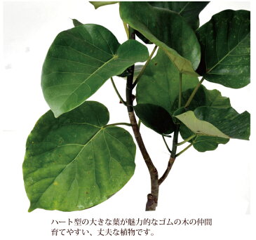 ★(観葉)ウンベラータ　の鉢植え 7号鉢　育てやすい☆季節の花鉢シリーズ 苗木/鉢植え/販売/誕生日/開店/引越し/祝い/引越し祝い/新築祝い/インテリア【送料無料】【楽ギフ_包装】【楽ギフ_メッセ】【楽ギフ_メッセ入力】観葉植物/FKTK/ バレンタイン　ホワイトデー