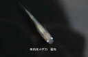 【幹之系】体内光メダカ 10匹